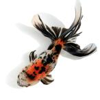 ( местного производства золотая рыбка ) один пункт предмет столица .... рыба место производство 19cm±(1 шт )