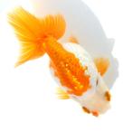 ( местного производства золотая рыбка ) один пункт предмет Osaka золотая рыбка 12cm±(1 шт )