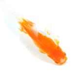 ( местного производства золотая рыбка ) один пункт предмет Япония Голландия Lion Mask 17cm±(1 шт )