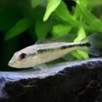 キクラ・インターメディアコロンビア...