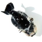 ( золотая рыбка ) один пункт предмет белый чёрный золотая рыбка 14cm±( иностранного производства )(1 шт ) Hokkaido * Kyushu авиапочта необходимо теплоизоляция 