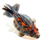 ( золотая рыбка ) один пункт предмет . цвет Ryuukin Short tail 15cm±( иностранного производства )(1 шт )