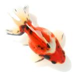 ( золотая рыбка ) один пункт предмет daruma Ryuukin 13cm± ( иностранного производства )(1 шт )