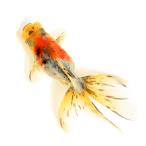 ( золотая рыбка ) один пункт предмет цветок . восток .11cm±( China производство )