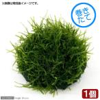 ( водоросли ) наматывать длина Moss moon ( Willow Moss )M размер ( подводный лист )( нет пестициды )(1 шт )