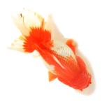 ( золотая рыбка ) один пункт предмет .. Голландия Lion Mask rose tail 13cm±( Indonesia производство )(1 шт )