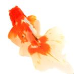 ( золотая рыбка ) один пункт предмет .. Голландия Lion Mask rose tail 14cm±( Indonesia производство )(1 шт )