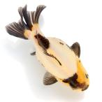 ( местного производства золотая рыбка ) один пункт предмет белый чёрный клен Ryuukin Short tail 13cm±(1 шт )