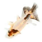 ( местного производства золотая рыбка ) один пункт предмет белый чёрный клен Ryuukin Short tail 13cm±(1 шт )