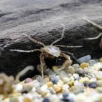 ( креветка * краб ) микро Spider * Club Indonesia (10 шт )