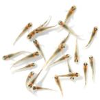 （めだか）無選別　ユリシスパラディーゾメ