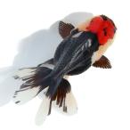 ( золотая рыбка ) один пункт предмет toli цвет Голландия Lion Mask ( Indonesia производство )10cm(1 шт )