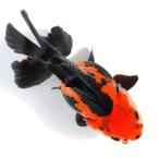 ( золотая рыбка ) один пункт предмет toli цвет Голландия Lion Mask ( Indonesia производство )10cm(1 шт )