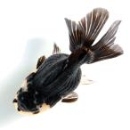 ( золотая рыбка ) один пункт предмет перо . Голландия Lion Mask ( Indonesia производство )10cm(1 шт )