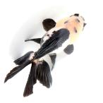 ( золотая рыбка ) один пункт предмет перо . Голландия Lion Mask ( Indonesia производство )10cm(1 шт )