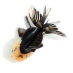 ( золотая рыбка ) один пункт предмет перо . Голландия Lion Mask ( Indonesia производство )12cm(1 шт )