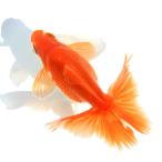 ( местного производства золотая рыбка ) один пункт предмет земля ..11cm±(1 шт ) Hokkaido * Kyushu авиапочта необходимо теплоизоляция 