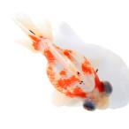 ( золотая рыбка ) один пункт предмет kya Rico . глаз золотой 12cm±( Indonesia производство )(1 шт )