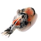 ( золотая рыбка ) один пункт предмет Голландия Lion Mask Short tail 12cm±( Indonesia производство )(1 шт )