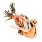 ( золотая рыбка ) один пункт предмет Голландия Lion Mask Short tail 12cm±( Indonesia производство )(1 шт )