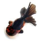 ( местного производства золотая рыбка ) один пункт предмет Голландия Lion Mask Satsuma производство 18cm± (1 шт )