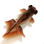 ( золотая рыбка ) один пункт предмет menou бабочка хвост |.. бабочка хвост ( China производство )11cm±(1 шт )