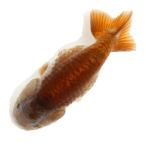 ( золотая рыбка ) один пункт предмет .. золотая рыбка ( China производство )9cm±(1 шт ) Hokkaido авиапочта необходимо теплоизоляция 