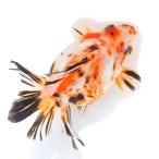 ( золотая рыбка ) один пункт предмет daruma Ryuukin 15cm±( China производство )(1 шт )