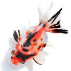 ( золотая рыбка ) один пункт предмет daruma Ryuukin 13cm±( China производство )(1 шт )