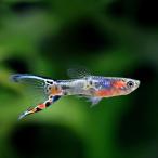 ( тропическая рыба ) end la-z* Guppy blue star Sune -ks gold мужской ( Indonesia производство )(1 шт ) Hokkaido авиапочта необходимо теплоизоляция 