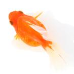 ( золотая рыбка ) один пункт предмет Broad tail Ryuukin 12cm±( Indonesia производство )(1 шт )