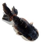 一点物五色江戸錦１４ｃｍ±