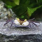 ( креветка * краб ) Falcon бампер ia* Club (1 шт ) Hokkaido * Kyushu авиапочта необходимо теплоизоляция 