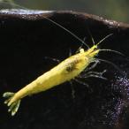 イエローフローレセントシュリンプ