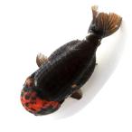 ( золотая рыбка ) один пункт предмет Edo . чёрный ..14cm±( China производство )(1 шт ) Hokkaido авиапочта необходимо теплоизоляция 