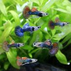 ( тропическая рыба ) Dragon Guppy Mix ( иностранного производства )(1 пара ) Hokkaido авиапочта необходимо теплоизоляция 
