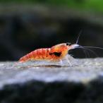 ( креветка ) красный Scorpion шримс (1 шт )