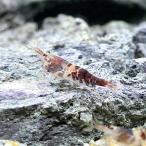 ( креветка )slawesi man bo bee shrimp (4 шт ) Hokkaido * Kyushu авиапочта необходимо теплоизоляция 