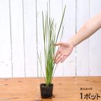 ( биотоп ) водное растения . ввод nebikigsa( Anne винт i)( нет пестициды )(1 pot ) вечнозеленый .. сырой растения 