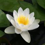 睡蓮温帯性睡蓮マリアセアアルビダＭ...