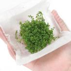 ( водоросли ) новый pearl-grass ( водный лист )( нет пестициды )(1 упаковка минут )