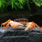 ( креветка * краб )sawagani белый arm (3 шт ) Hokkaido авиапочта необходимо теплоизоляция 