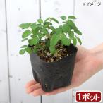 ( луговые и горные травы )hime трещина Moco u(...... дерево .) 3 номер (1 pot )(.. состояние )