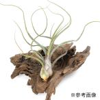 エアープランツチランジアプセウドベイレイ