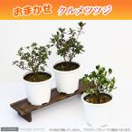 ( луговые и горные травы ) бонсай krume азалия ( Kurume азалия ) цветок цвет случайный 4 номер ~(1 горшок )(.. состояние )