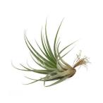 エアープランツチランジアファシクラータ