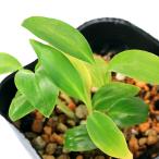 （観葉植物）ハーブ　アルピニア　ゲットウ（月桃　シェルシンジャー）３号（１ポ…