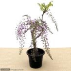 ( луговые и горные травы ) бонсай Fuji один лет глициния 5 номер (1 горшок )