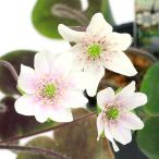 ( луговые и горные травы )yukiwali saw ( снег сломан .) персик цветок стандарт цветок 2.5 номер (3 pot )