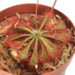 白花コモウセンゴケ沖縄産